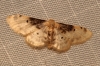 Idaea filicata (Hbner, 1799)