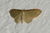 Idaea fuscovenosa (Goeze, 1781)