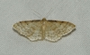 Idaea fuscovenosa (Goeze, 1781)