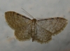 Idaea fuscovenosa (Goeze, 1781)