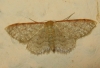 Idaea humiliata (Hufnagel, 1767)