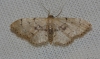 Idaea laevigata (Scopoli, 1763)