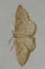 Idaea litigiosaria (Boisduval, 1840)