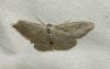 Idaea lusohispanica (Herbulot, 1991)