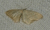 Idaea lusohispanica (Herbulot, 1991)