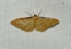 Idaea lutulentaria (Staudinger, 1892)
