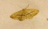 Idaea mediaria (Hbner, 1819)