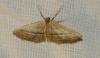 Idaea mediaria (Hbner, 1819)