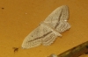 Idaea mediaria (Hbner, 1819)