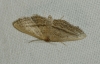 Idaea mediaria (Hbner, 1819)