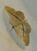 Idaea mediaria (Hbner, 1819)