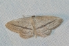 Idaea mediaria (Hbner, 1819)