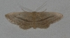 Idaea mediaria (Hbner, 1819)