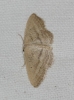 Idaea mediaria (Hbner, 1819)