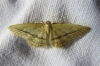 Idaea mediaria (Hbner, 1819)