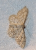 Idaea moniliata (Denis & Schiffermller, 1775)