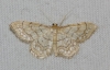 Idaea moniliata (Denis & Schiffermller, 1775)