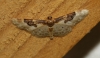 Idaea mustelata (Gumppenberg, 1892)