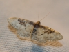 Idaea mustelata (Gumppenberg, 1892)