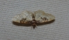 Idaea mustelata (Gumppenberg, 1892)