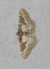 Idaea mustelata (Gumppenberg, 1892)