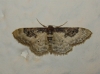 Idaea mustelata (Gumppenberg, 1892)