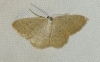 Idaea obsoletaria (Rambur, 1834)