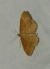 Idaea ochrata (Scopoli, 1763)