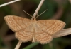 Idaea ochrata (Scopoli, 1763)