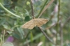 Idaea ochrata (Scopoli, 1763)