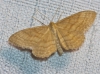 Idaea ochrata (Scopoli, 1763)
