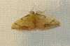 Idaea ostrinaria (Hbner, 1813)