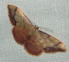 Idaea ostrinaria (Hbner, 1813)