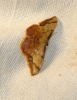 Idaea ostrinaria (Hbner, 1813)
