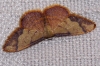 Idaea ostrinaria (Hbner, 1813)