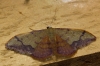 Idaea ostrinaria (Hbner, 1813)
