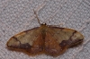 Idaea ostrinaria (Hbner, 1813)