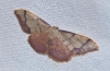 Idaea ostrinaria (Hbner, 1813)