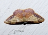 Idaea ostrinaria (Hbner, 1813)
