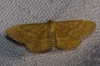 Idaea rufaria (Hbner, 1799)
