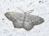 Idaea seriata (Schrank, 1802)