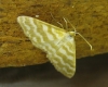 Idaea sericeata (Hbner, 1813)