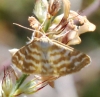 Idaea sericeata (Hbner, 1813)