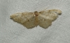 Idaea sp.