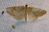 Idaea sp.
