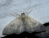 Idaea sp.