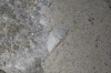 Idaea subsericeata (Haworth, 1809)