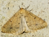 Isturgia miniosaria (Duponchel, 1829)