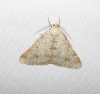 Isturgia miniosaria (Duponchel, 1829)