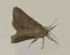 Isturgia murinaria (Denis & Schiffermller, 1775)